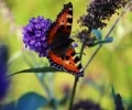 Zdjęcie z galerii